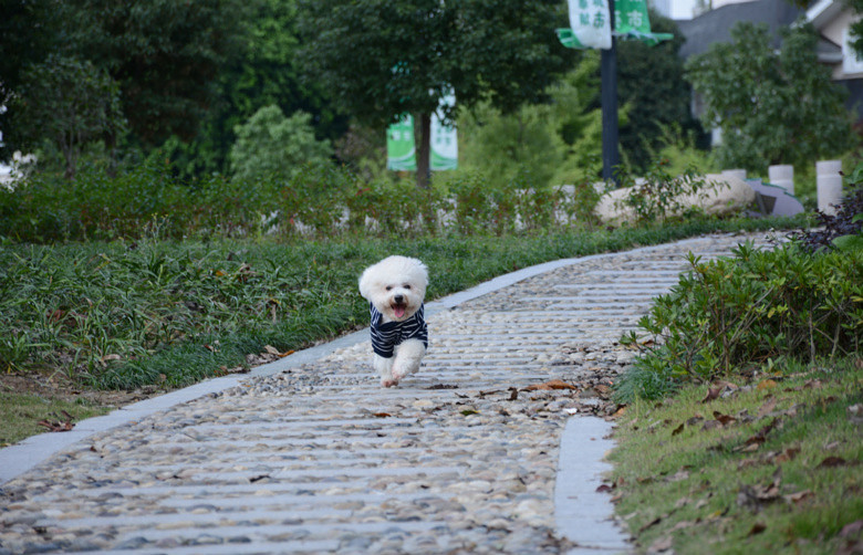 ���ȳ�������ҽд���С�����ɶ