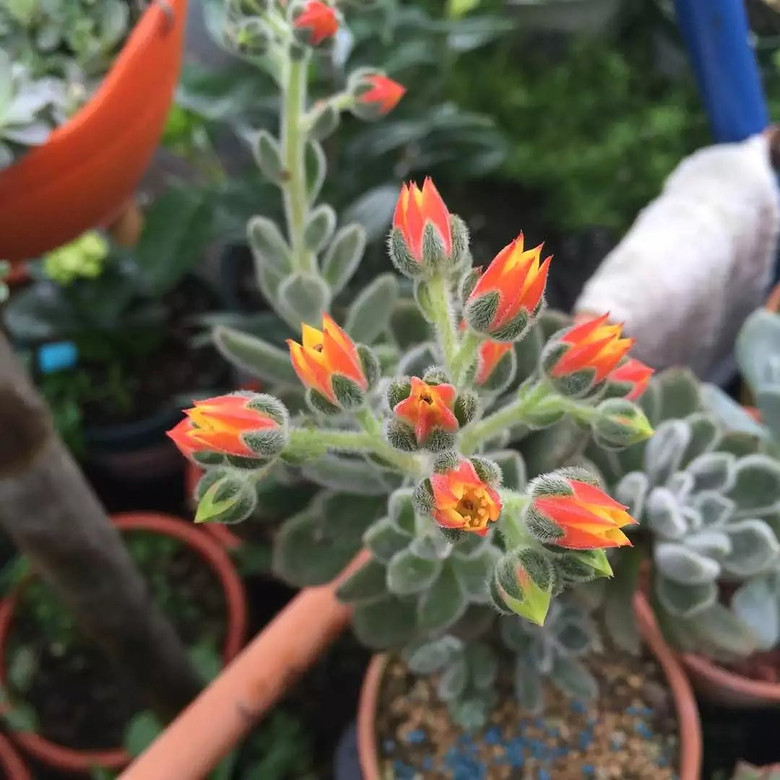 ���⿪����������