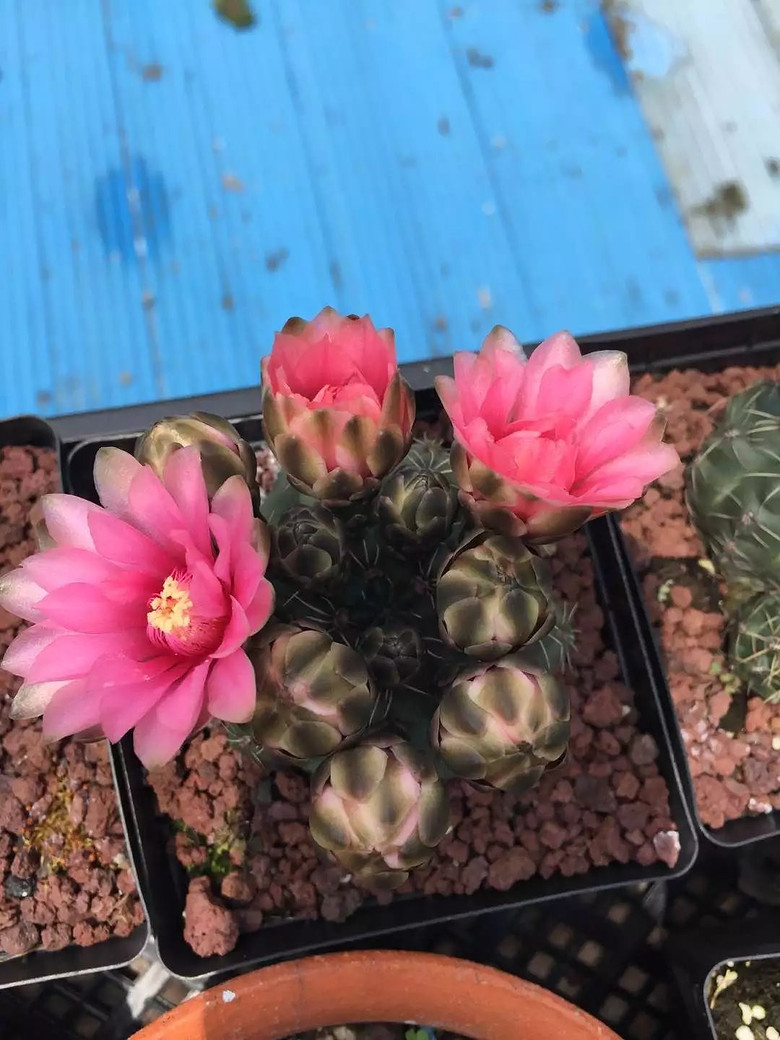 ���⿪����������