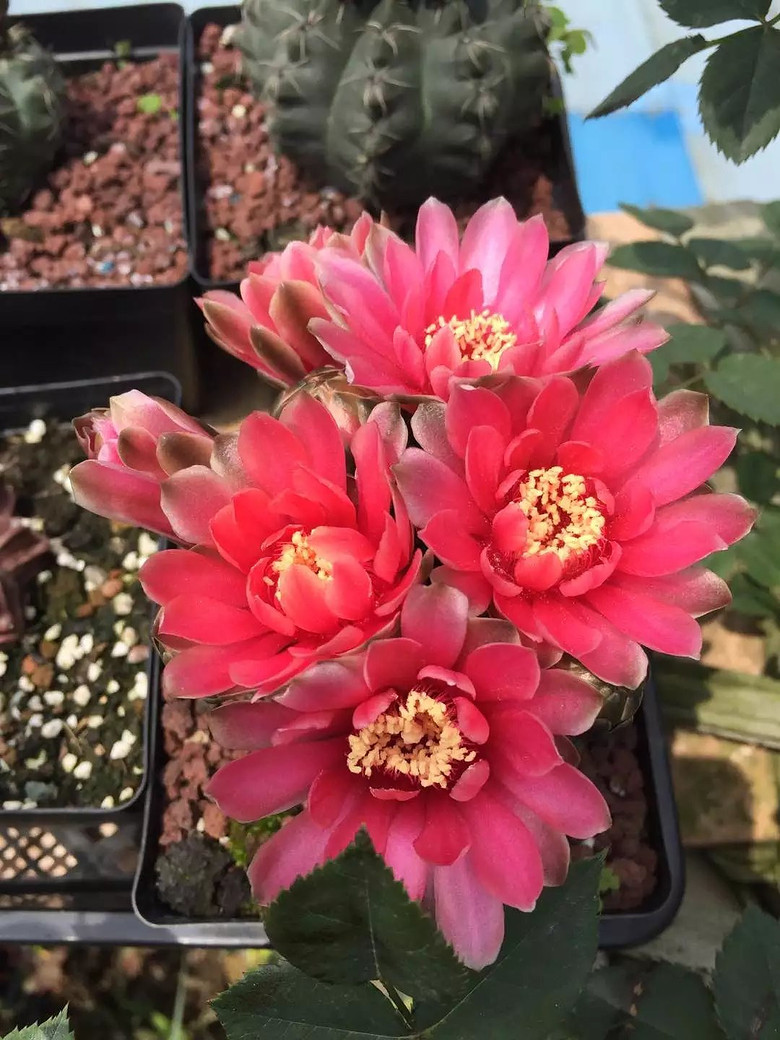 ���⿪����������