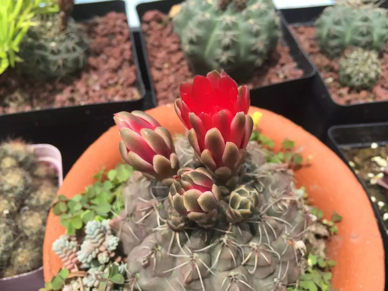 ���⿪����������