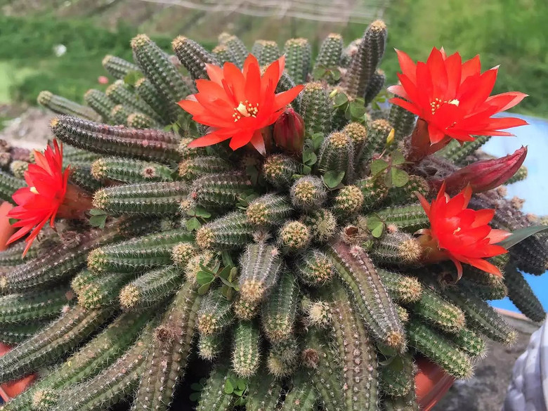 ���⿪����������