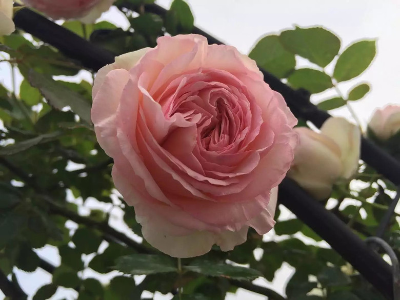 ����һ���¼�