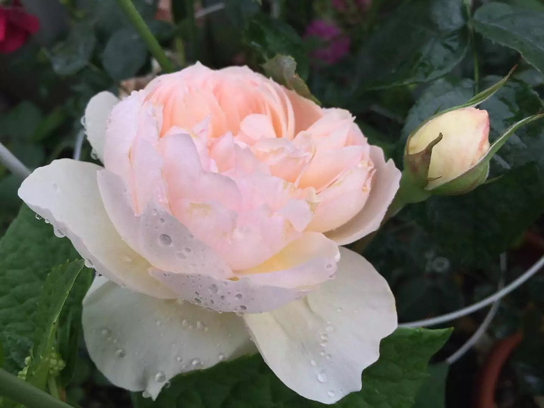 ����һ���¼�