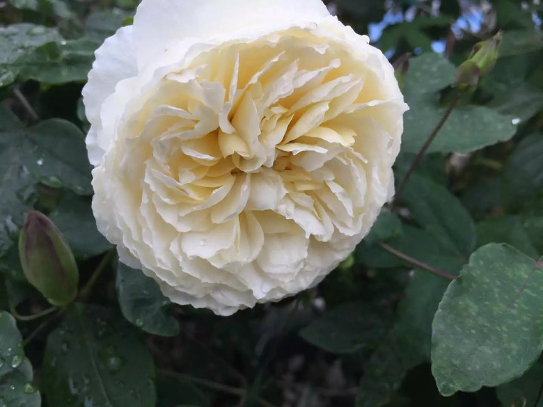 ����һ���¼�