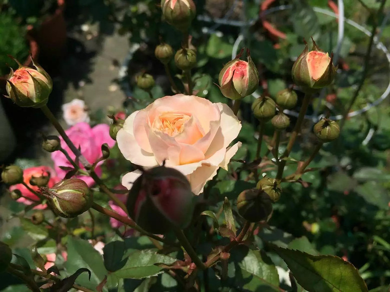 ����һ���¼�