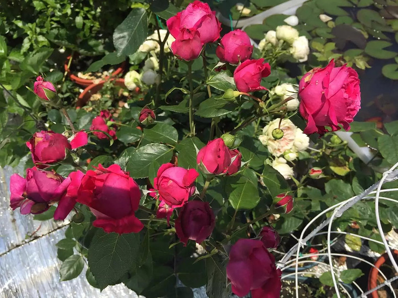 ����һ���¼�