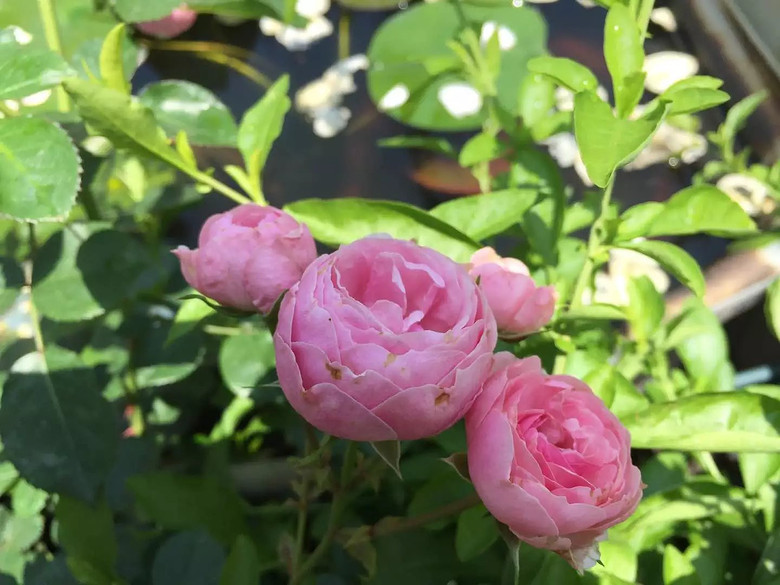 ����һ���¼�