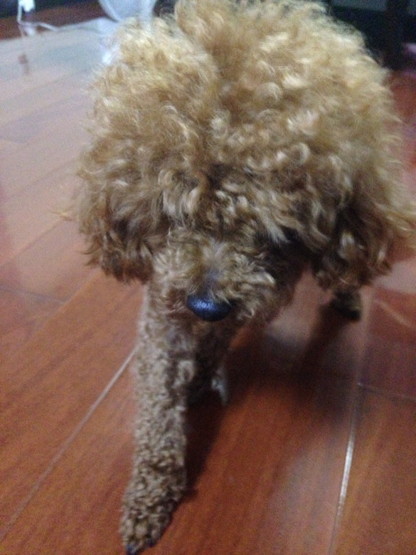 ����Цһ��