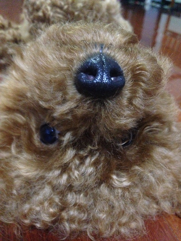 ����Цһ��