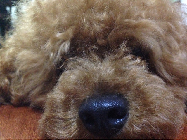 ����Цһ��