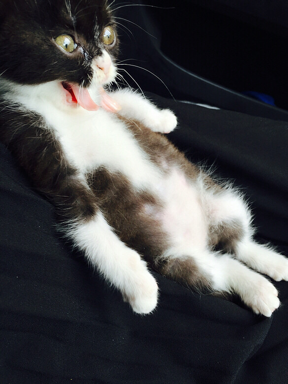 #�ȳ����#���¸߶ȣ������¸߶�