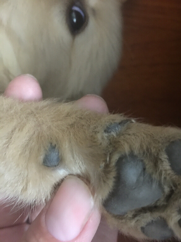 �����ֱ����Ǹ����³���