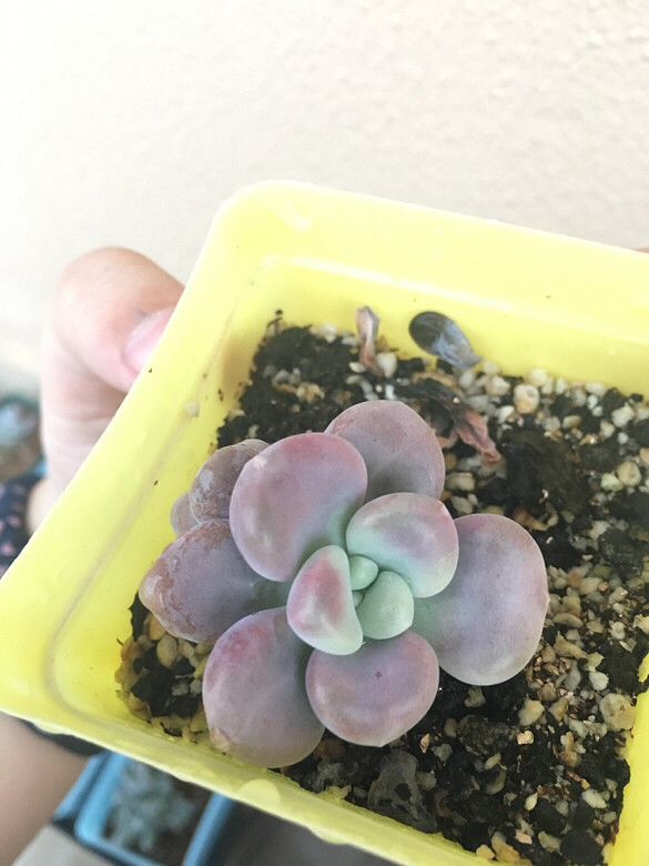 ����¶��֮�ر����ܣ���ˮ