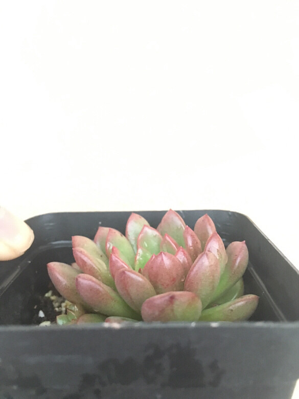 ����¶��֮�ر����ܣ���ˮ