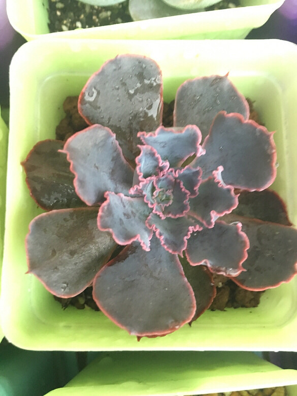 ����¶��֮�ر����ܣ���ˮ