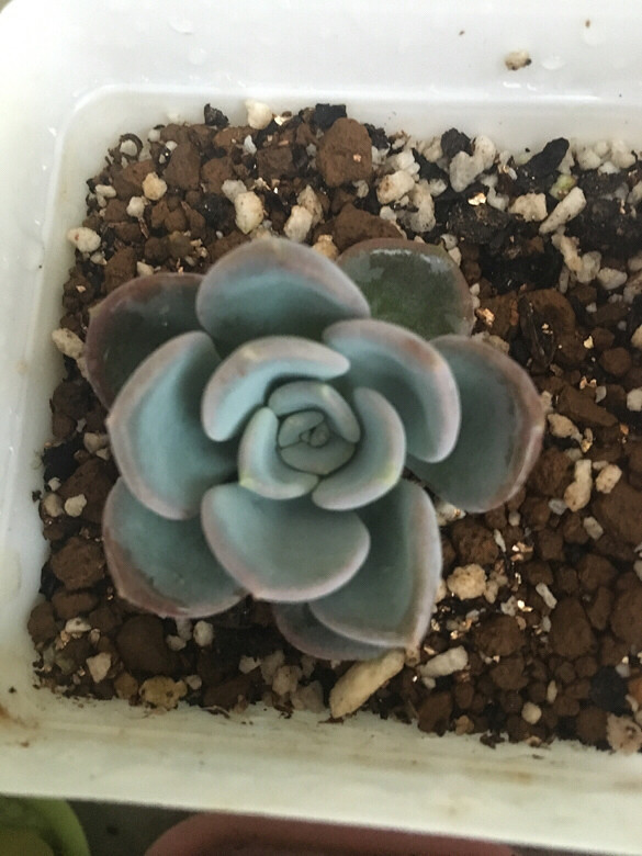 ����¶��֮�ر����ܣ���ˮ