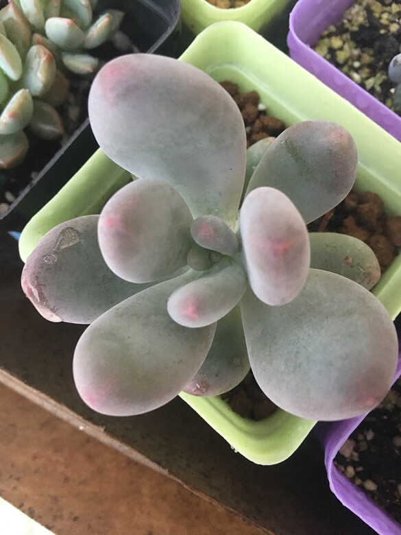 ����¶��֮�ر����ܣ���ˮ