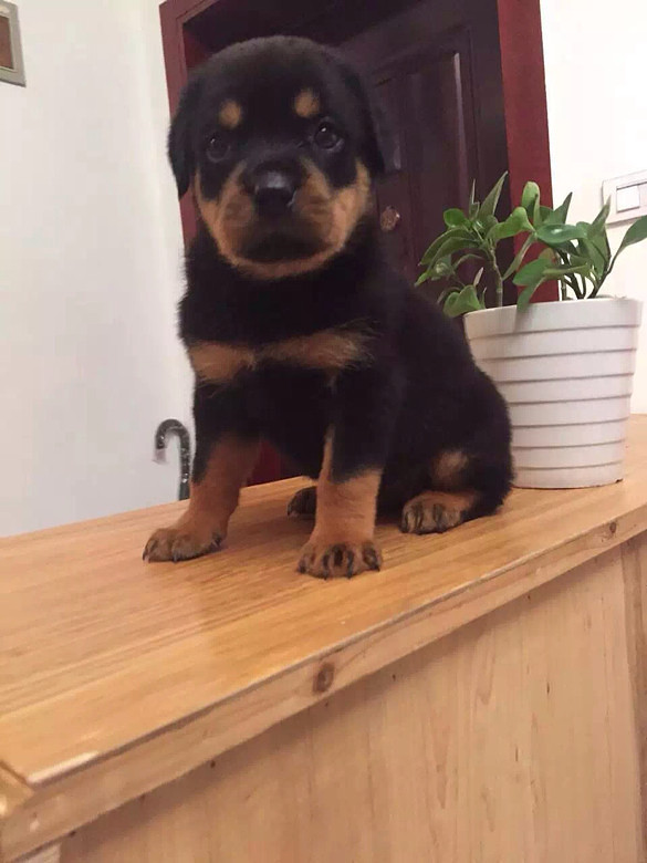 ��ϲ������ϵ�ң�΢��13867619714