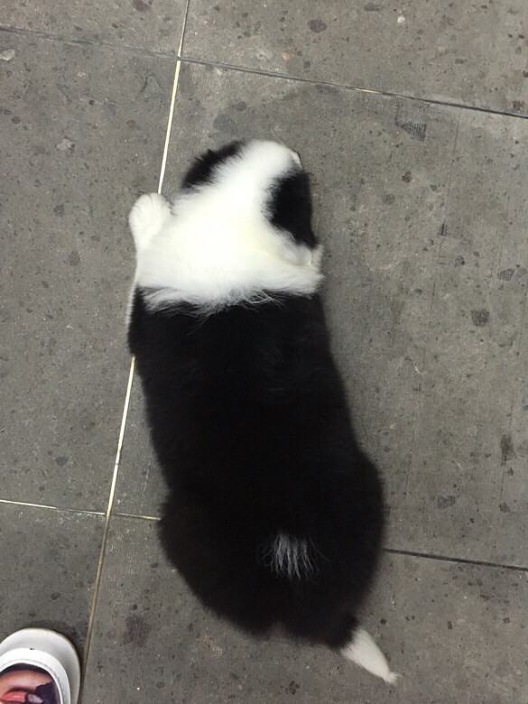 �ҵ���ֻС�� һֻ��akһֻ�п���