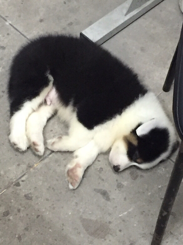 �ҵ���ֻС�� һֻ��akһֻ�п���