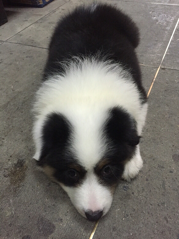 �ҵ���ֻС�� һֻ��akһֻ�п���