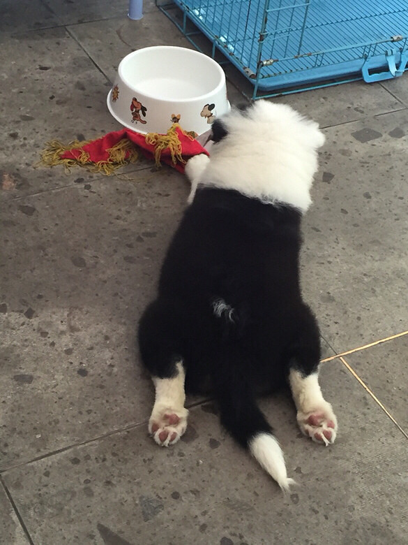 �ҵ���ֻС�� һֻ��akһֻ�п���