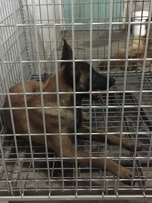 �ҵ���ֻС�� һֻ��akһֻ�п���