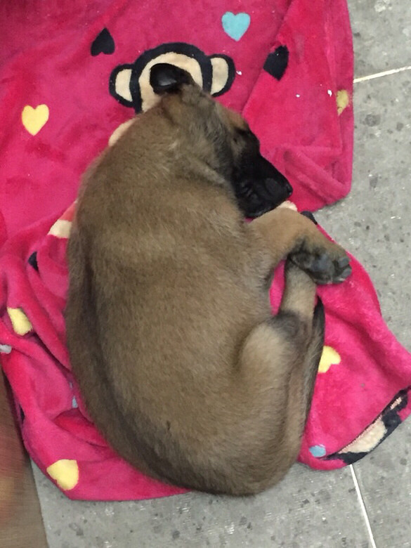 �ҵ���ֻС�� һֻ��akһֻ�п���