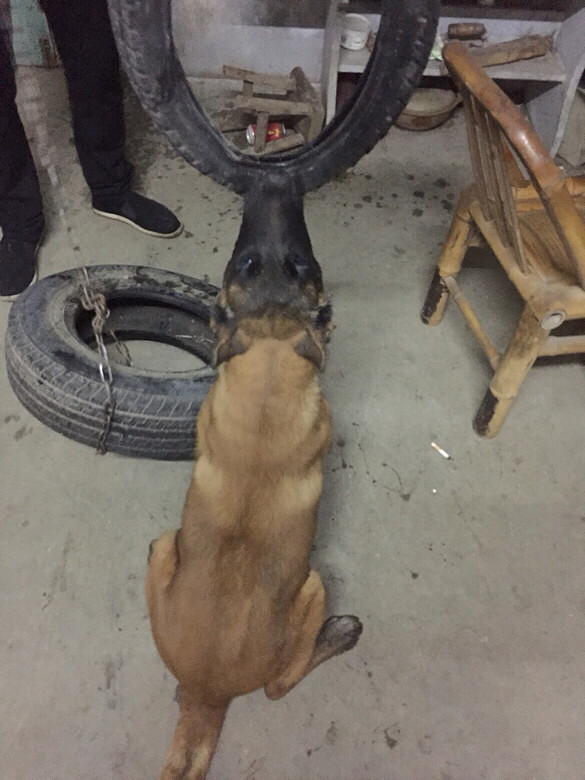 �ҵ���ֻС�� һֻ��akһֻ�п���