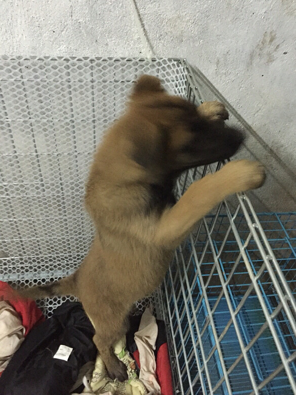 �ҵ���ֻС�� һֻ��akһֻ�п���