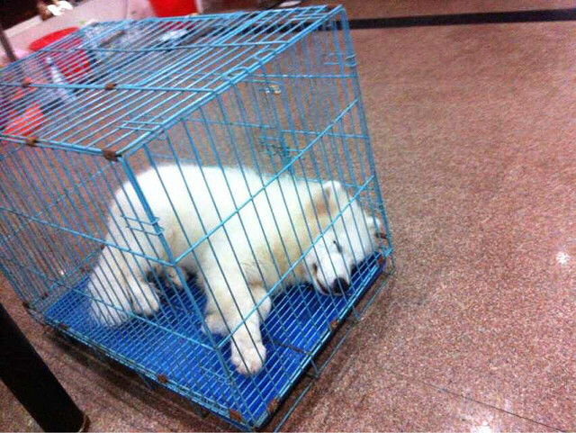 �ҵ���ֻС�� һֻ��akһֻ�п���