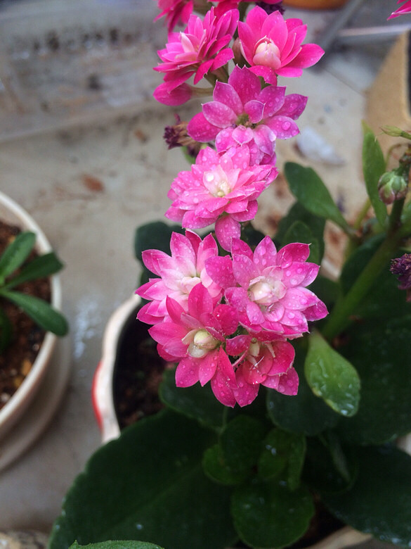 �������¸�