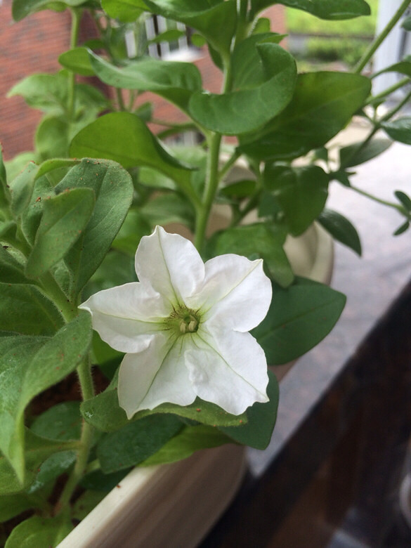 �������¸�