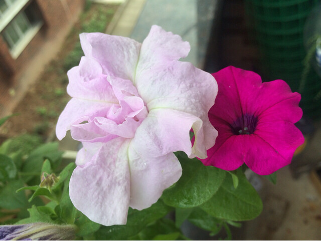 �������¸�