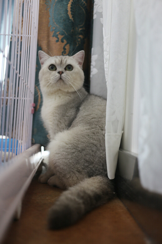 ����һ���бƸ�ĳ����