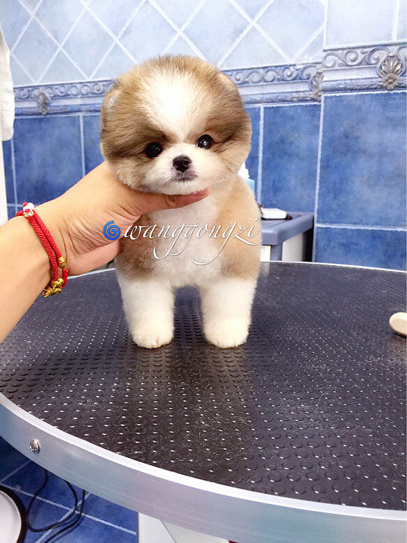 ������ı�������