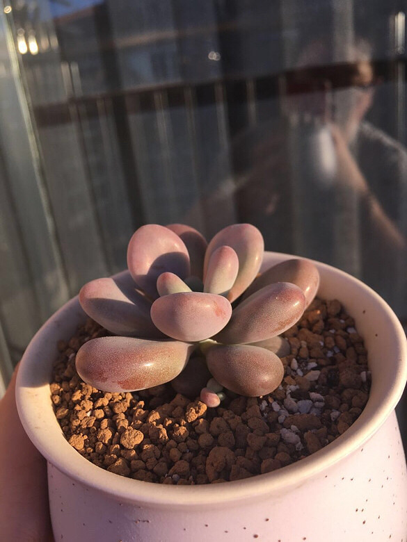 �����尡����һ��Ϧ���µ�pp������