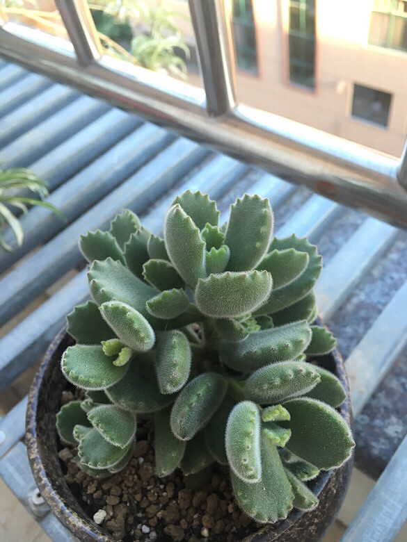 �����尡����һ��Ϧ���µ�pp������