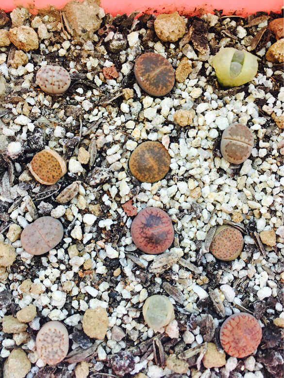 �����尡����һ��Ϧ���µ�pp������