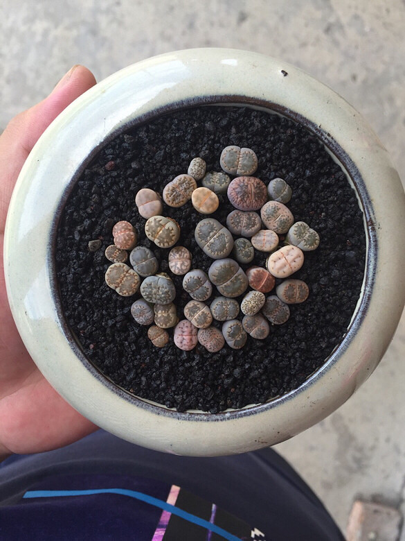 ����ͼ������