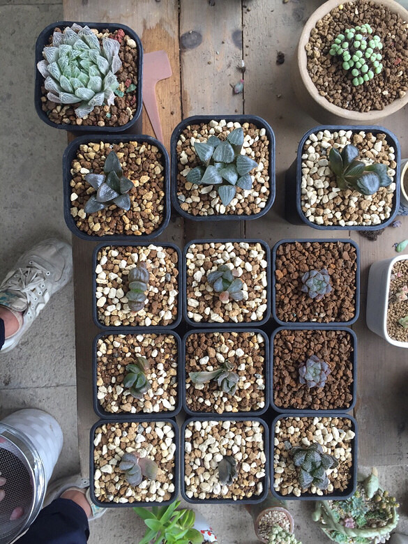 ����ͼ������