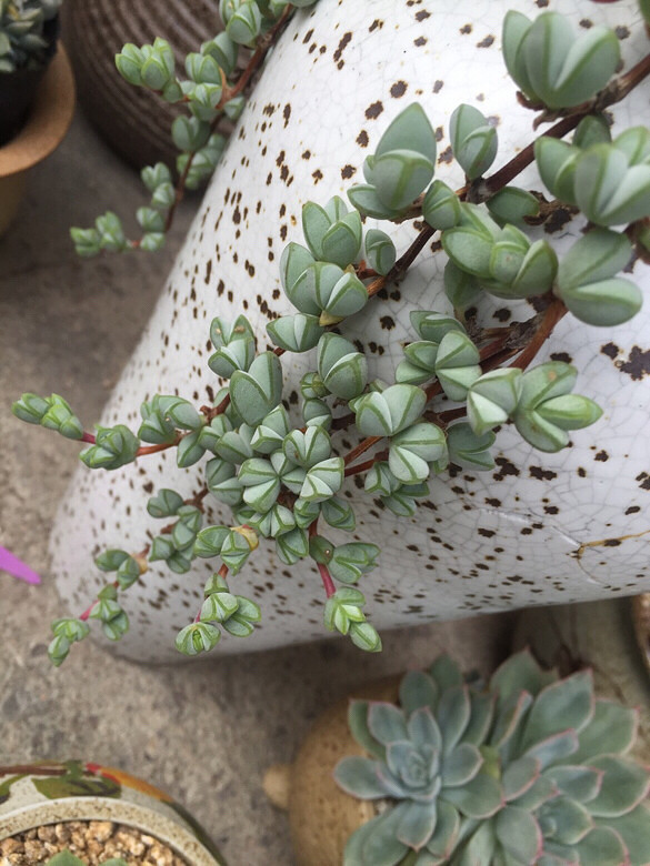 ����ͼ������