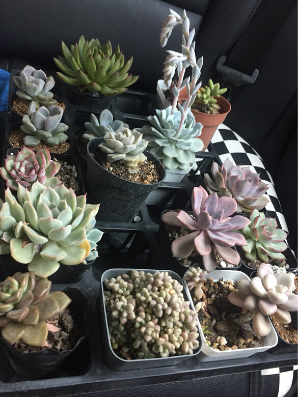 ����ͼ������