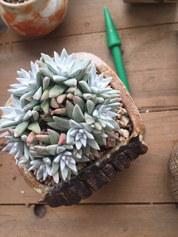 ����ͼ������