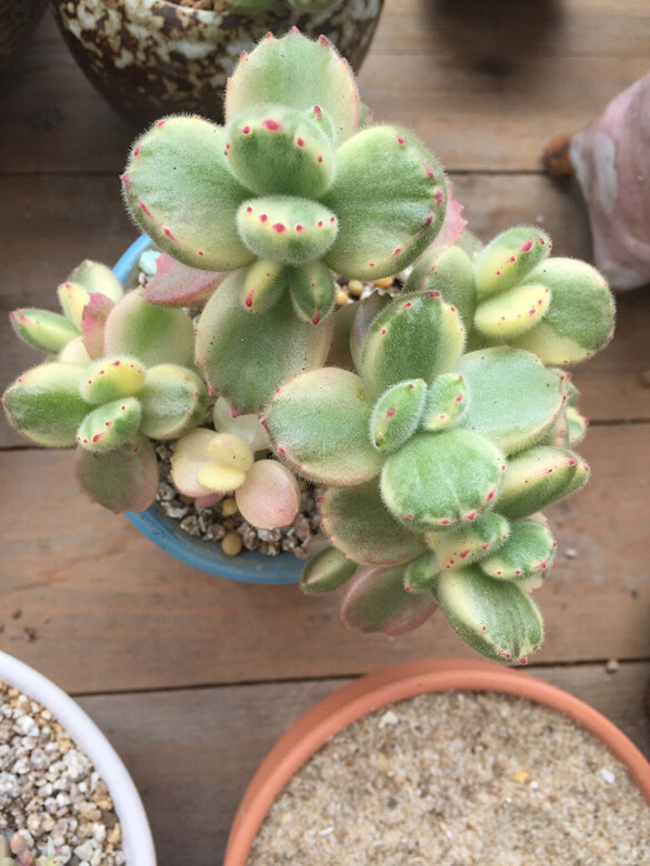 ����ͼ������