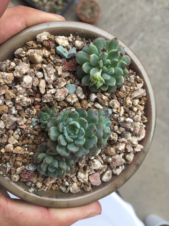 ����ͼ������