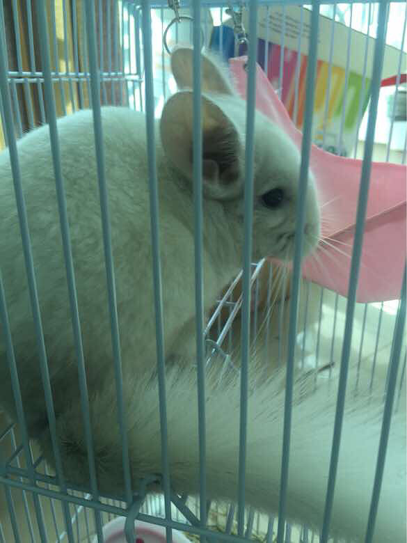 ��è����