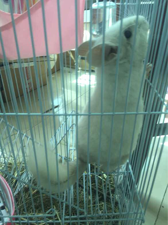 ��è����