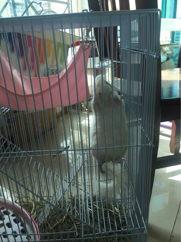 ��è����